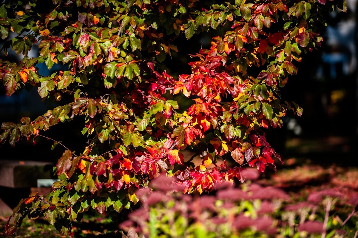一片“秋色”拜望各位D3/D3S/D4/D4s/D5/D6D系列师友，祝秋日安好！