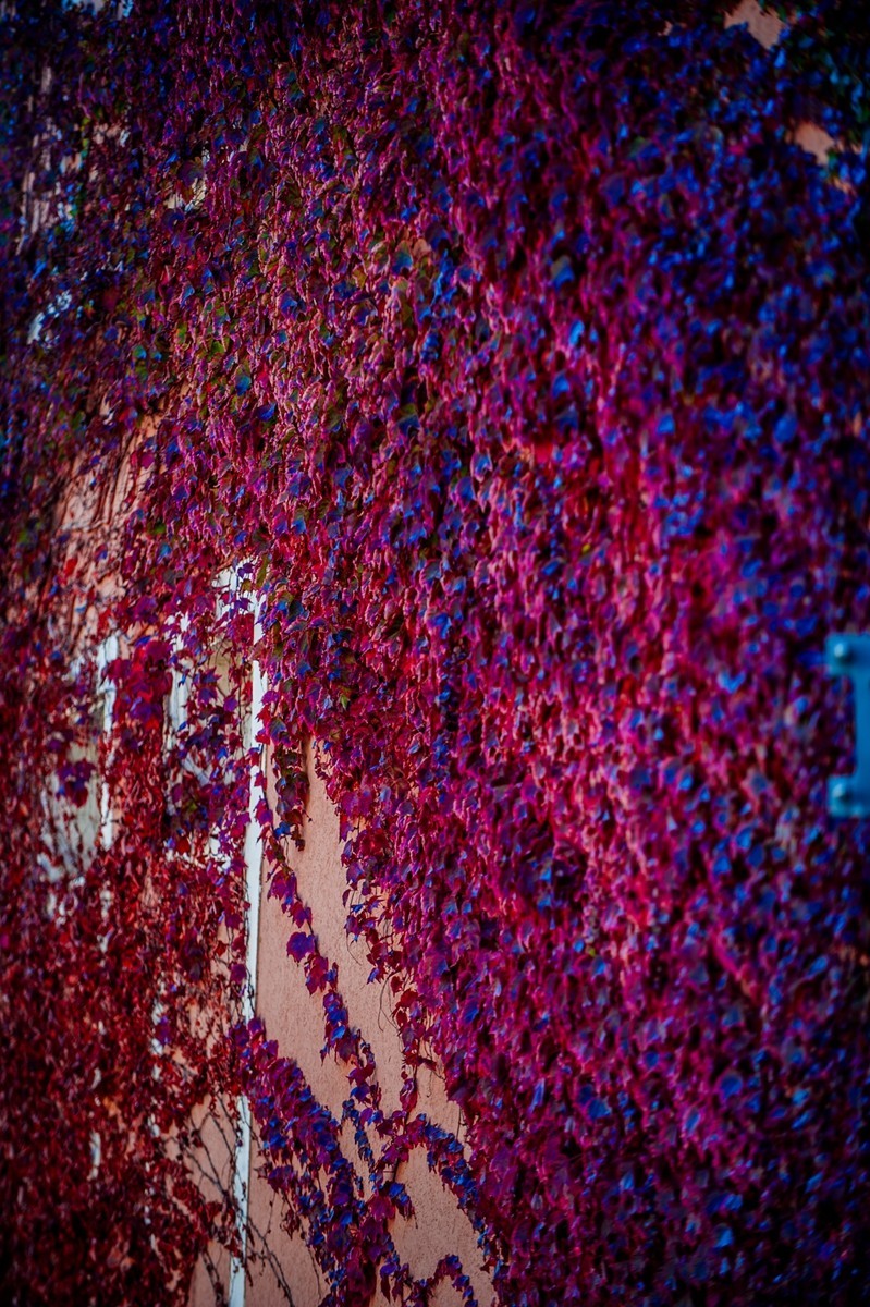 一片“秋色”拜望各位D3/D3S/D4/D4s/D5/D6D系列师友，祝秋日安好！