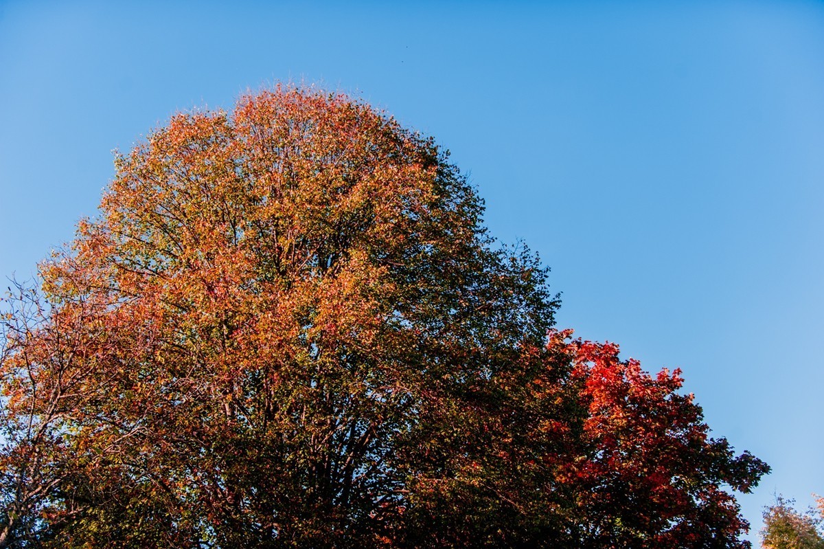 一片“秋色”拜望各位D3/D3S/D4/D4s/D5/D6D系列师友，祝秋日安好！