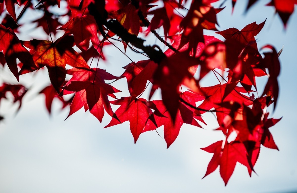一片“秋色”拜望各位D3/D3S/D4/D4s/D5/D6D系列师友，祝秋日安好！