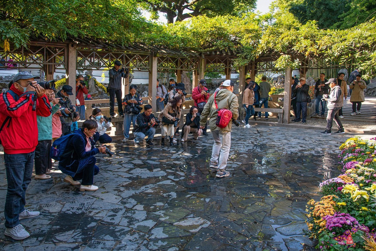 狮林赏菊拍摄花絮
