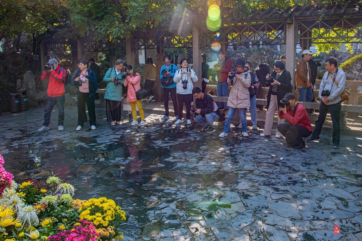 狮林赏菊拍摄花絮