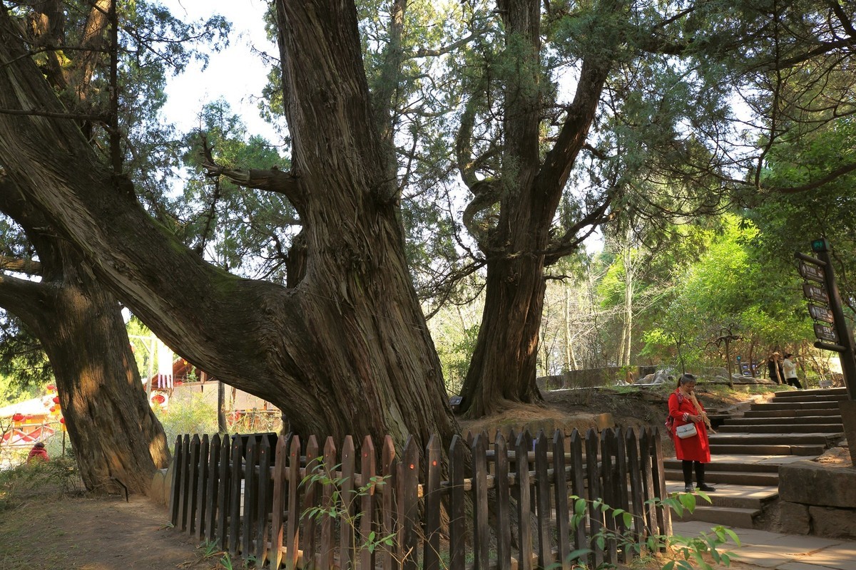 游四川广元翠云廊