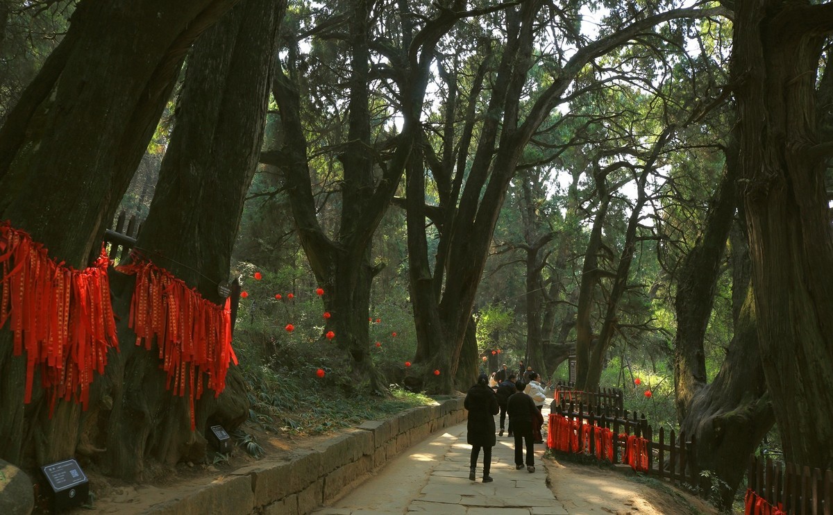 游四川广元翠云廊