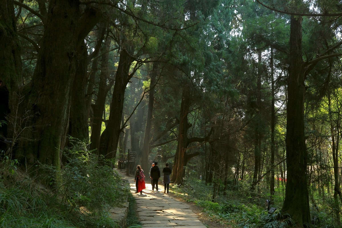 游四川广元翠云廊