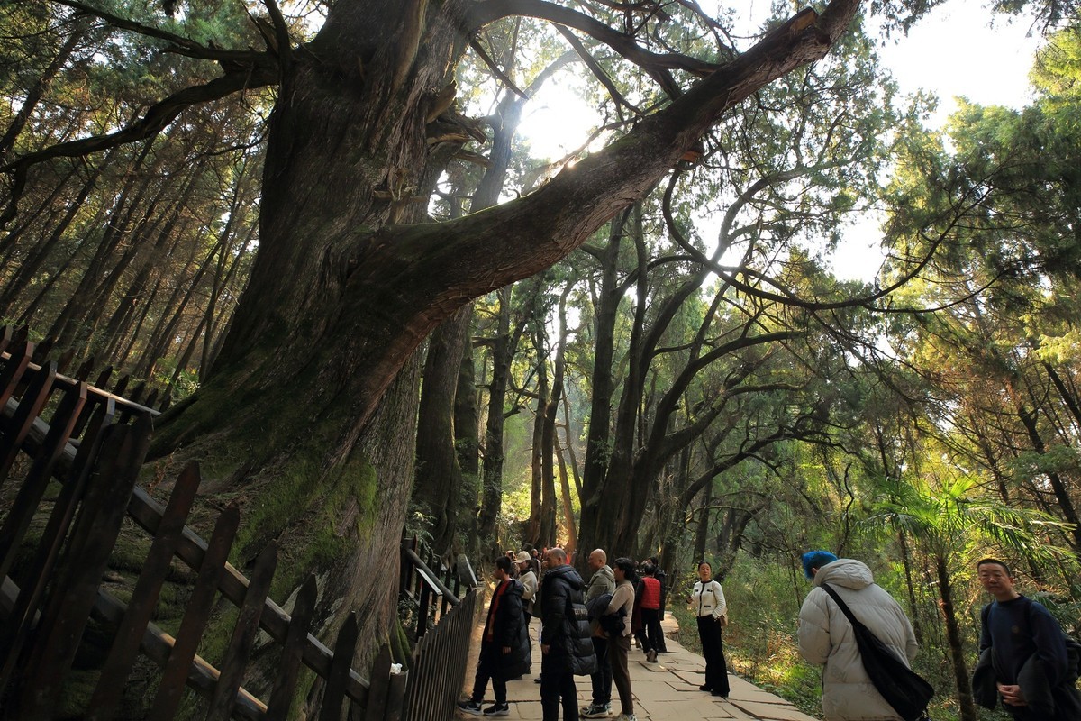 游四川广元翠云廊