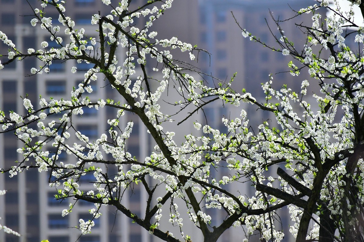 我和春天有个约会