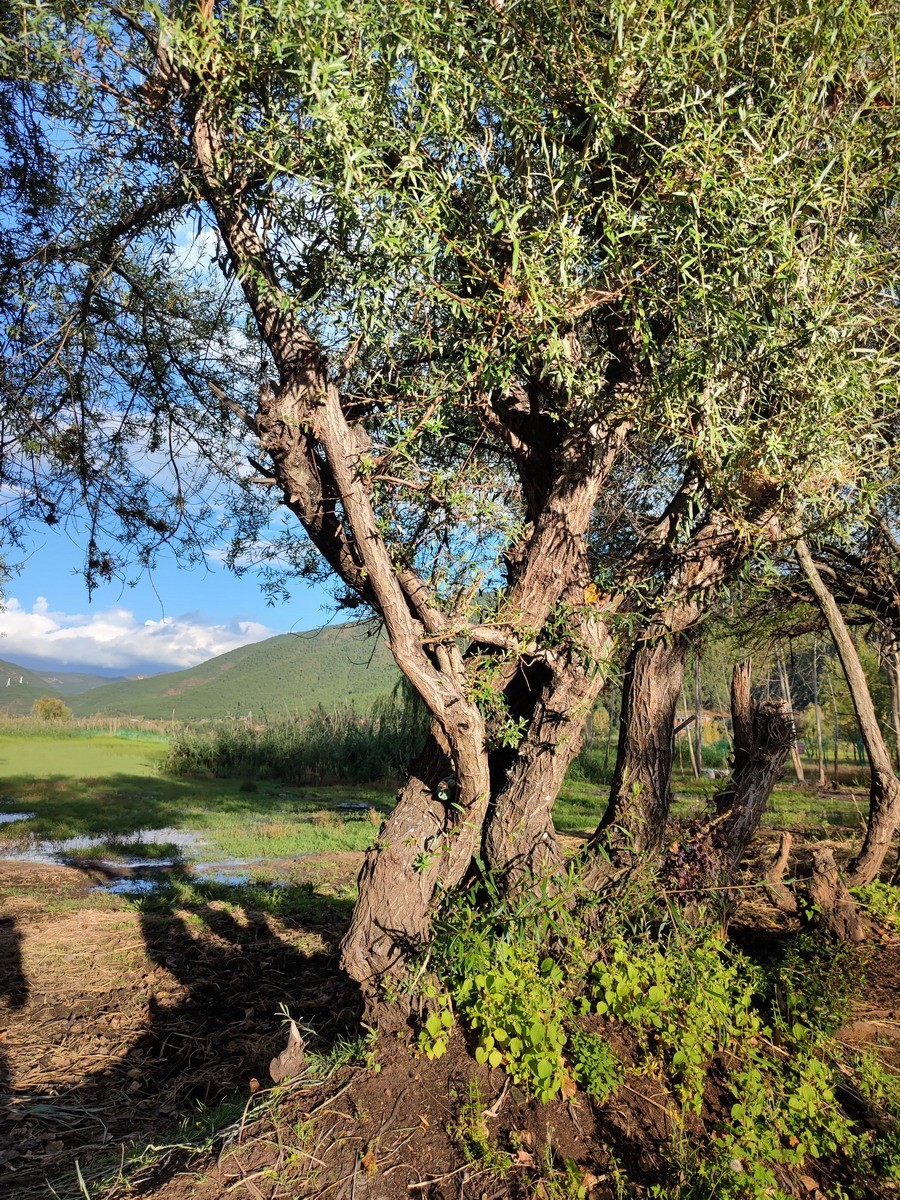 泸沽湖草海（第五集）——8P