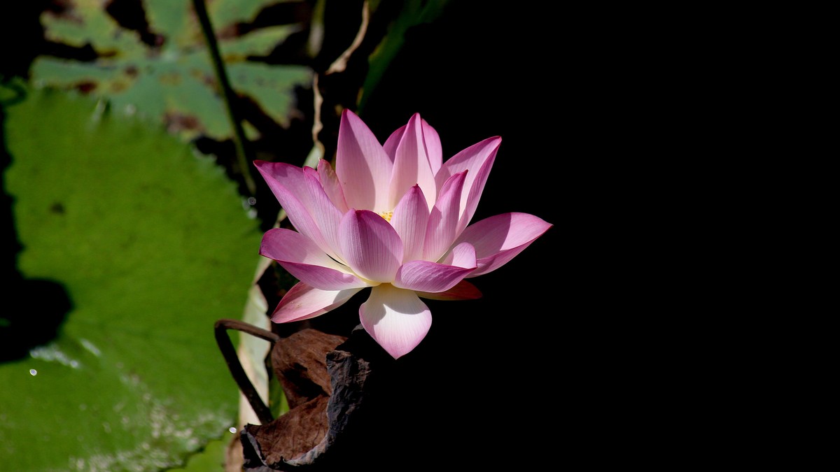 1DX好用，出片率高，基本没废片