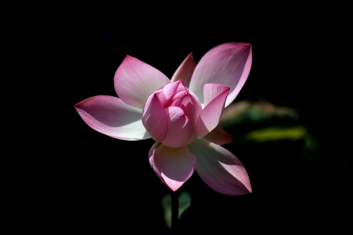 1DX好用，出片率高，基本没废片