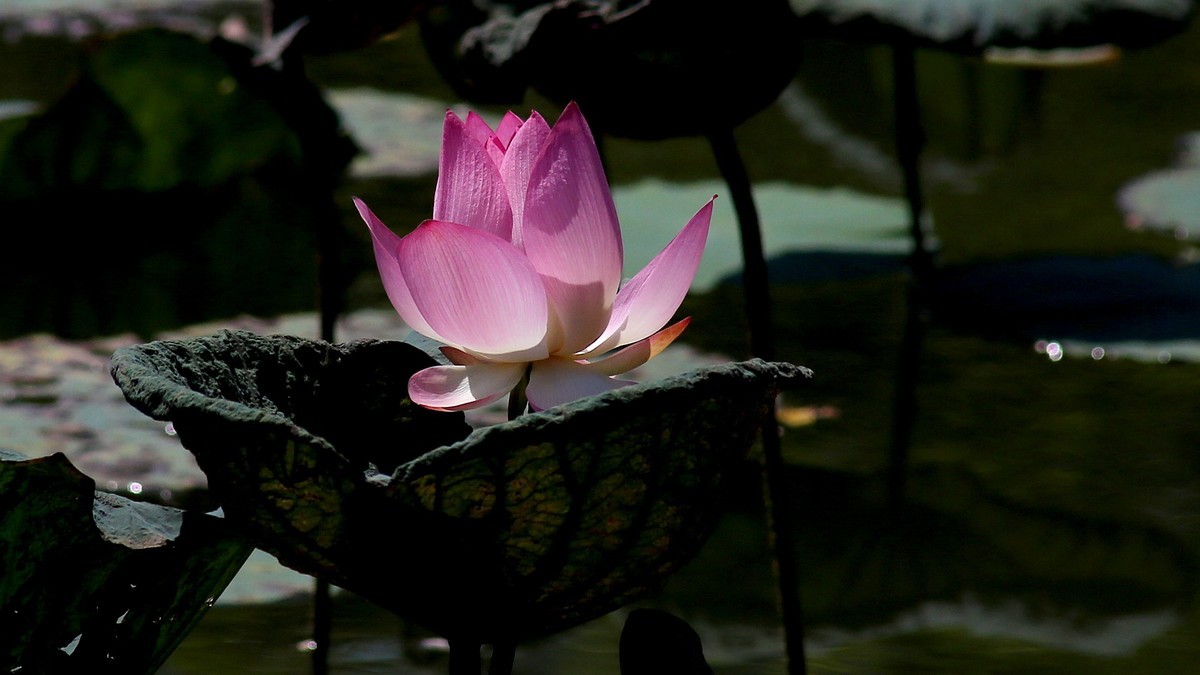 1DX好用，出片率高，基本没废片