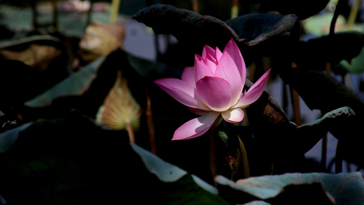 1DX好用，出片率高，基本没废片