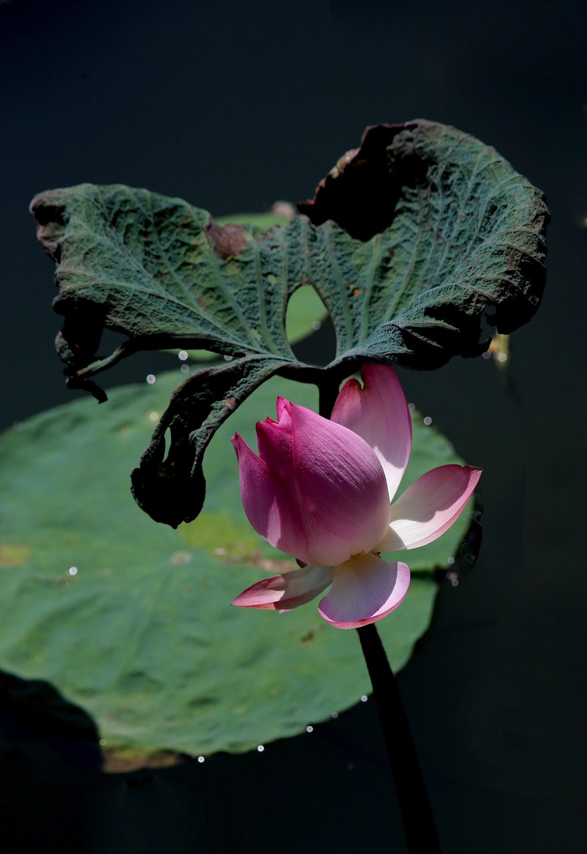 1DX好用，出片率高，基本没废片