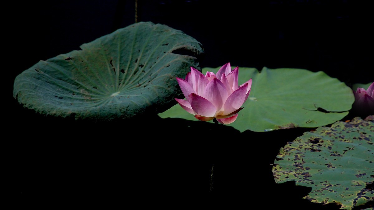 1DX好用，出片率高，基本没废片