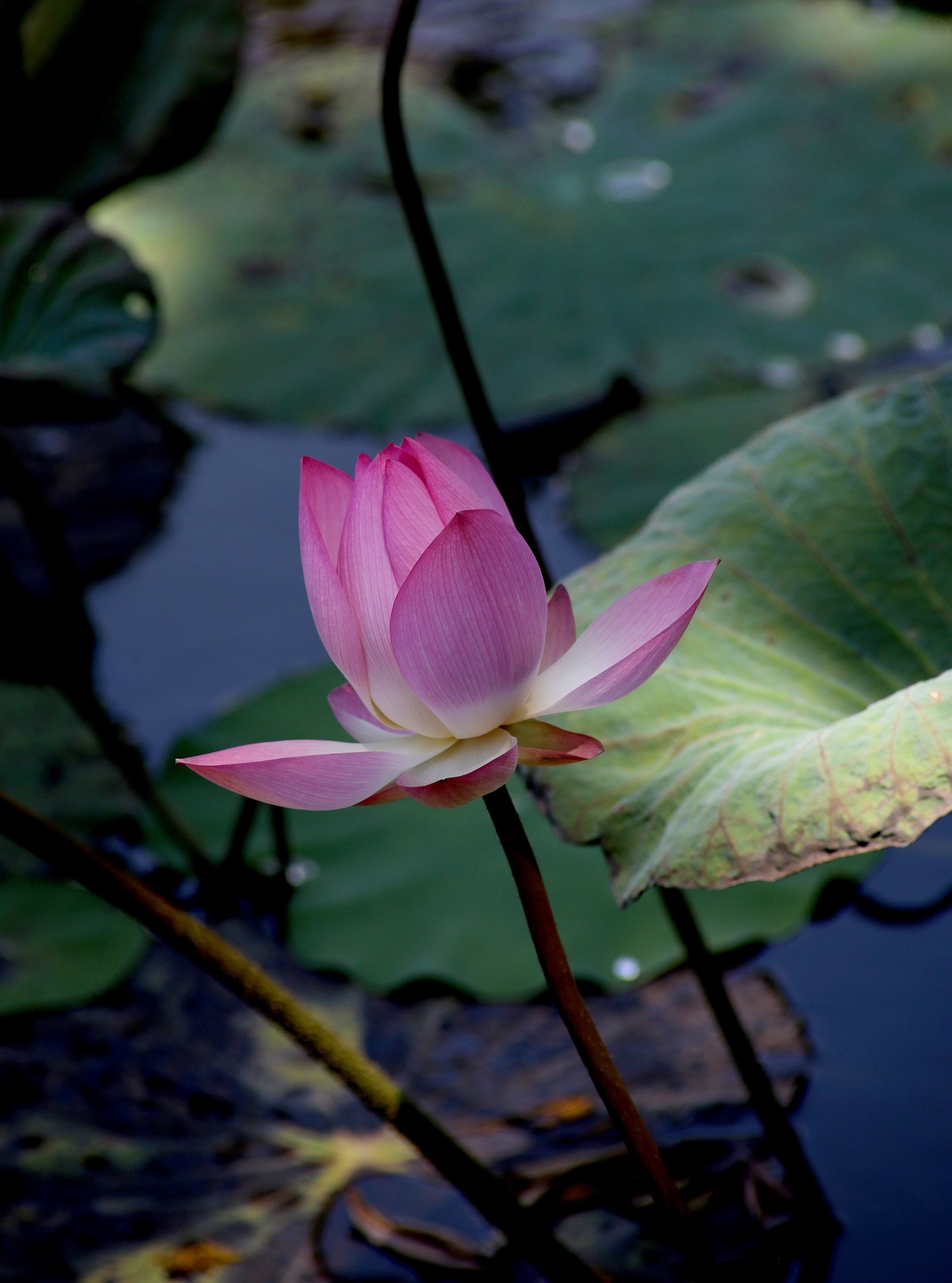 1DX好用，出片率高，基本没废片