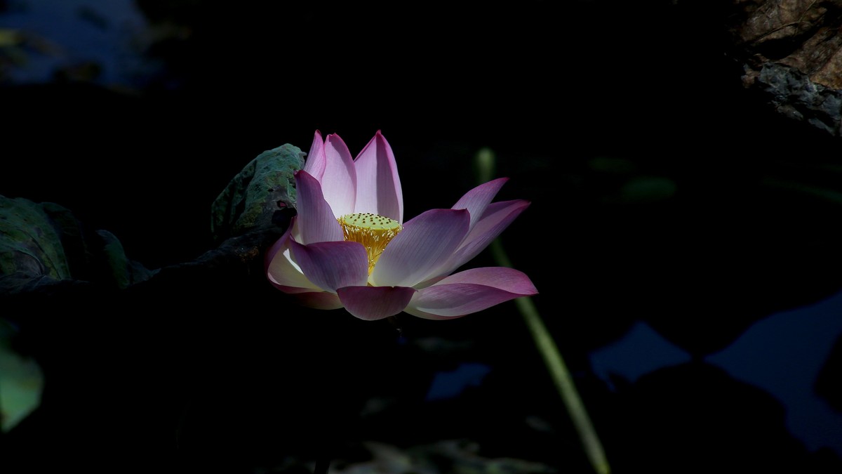 1DX好用，出片率高，基本没废片