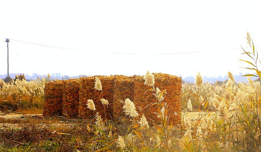 《不老松：纪实摄影》大美沧州系列報道：海兴小山火山地质公园(14)农村家家户户门口都