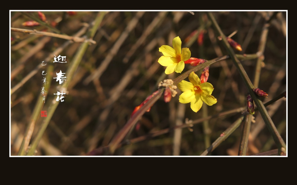 婆娑枝头的迎春花