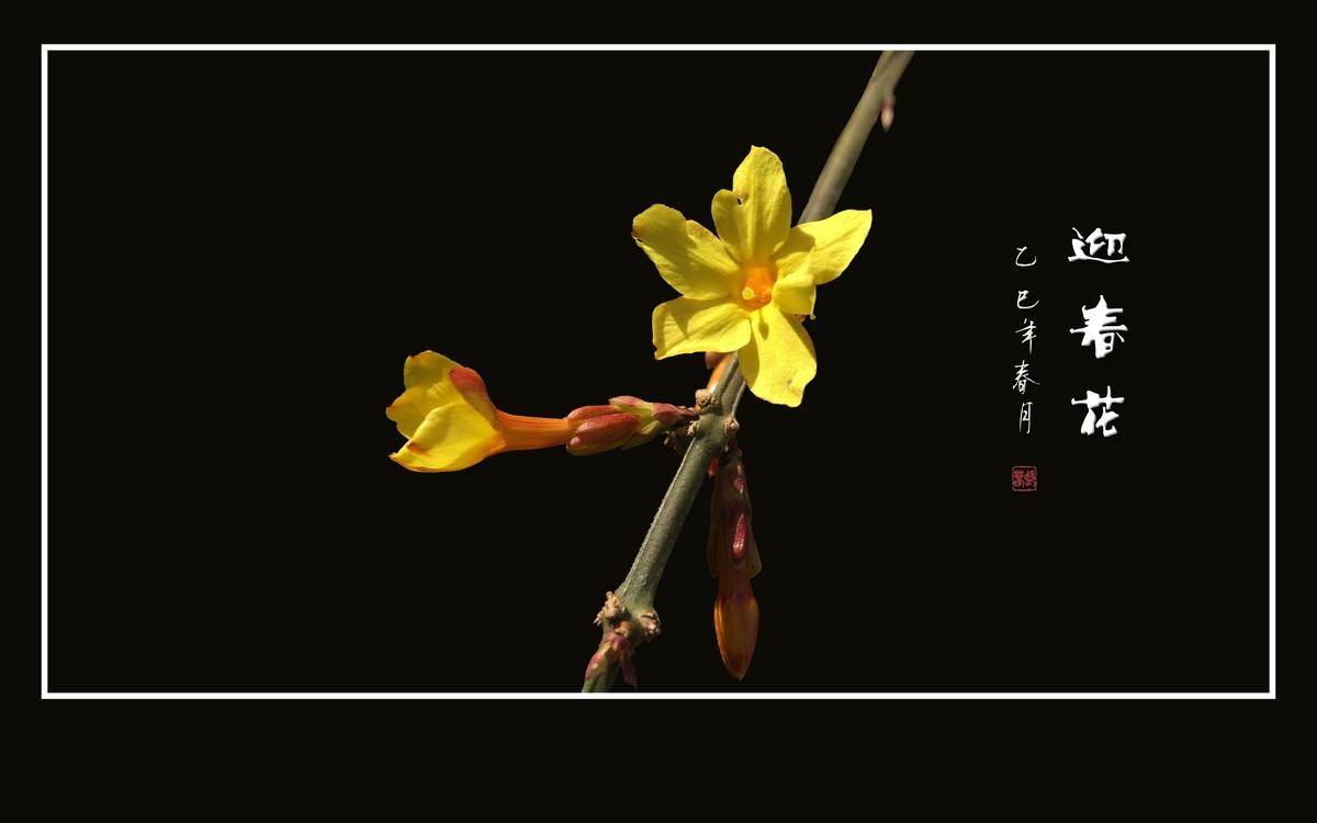 婆娑枝头的迎春花