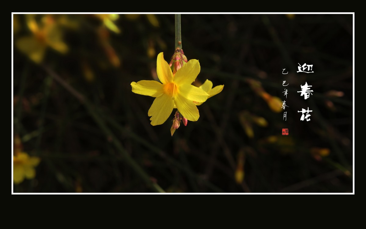 婆娑枝头的迎春花