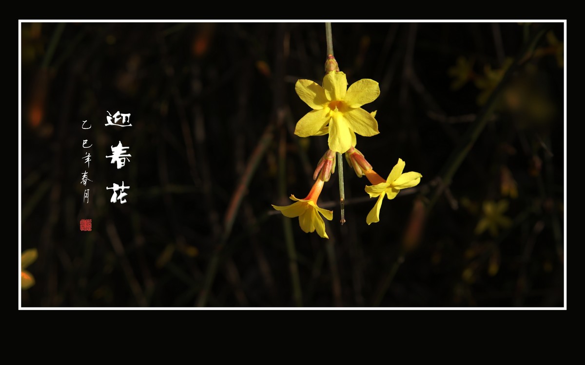 婆娑枝头的迎春花