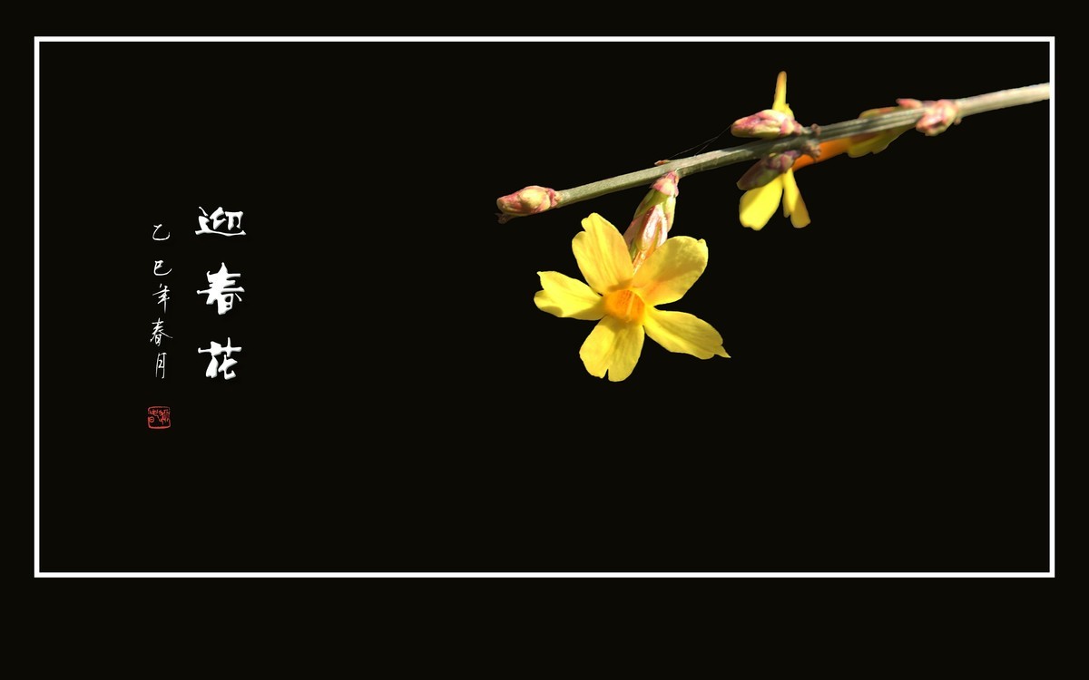 婆娑枝头的迎春花