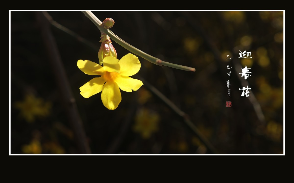 婆娑枝头的迎春花