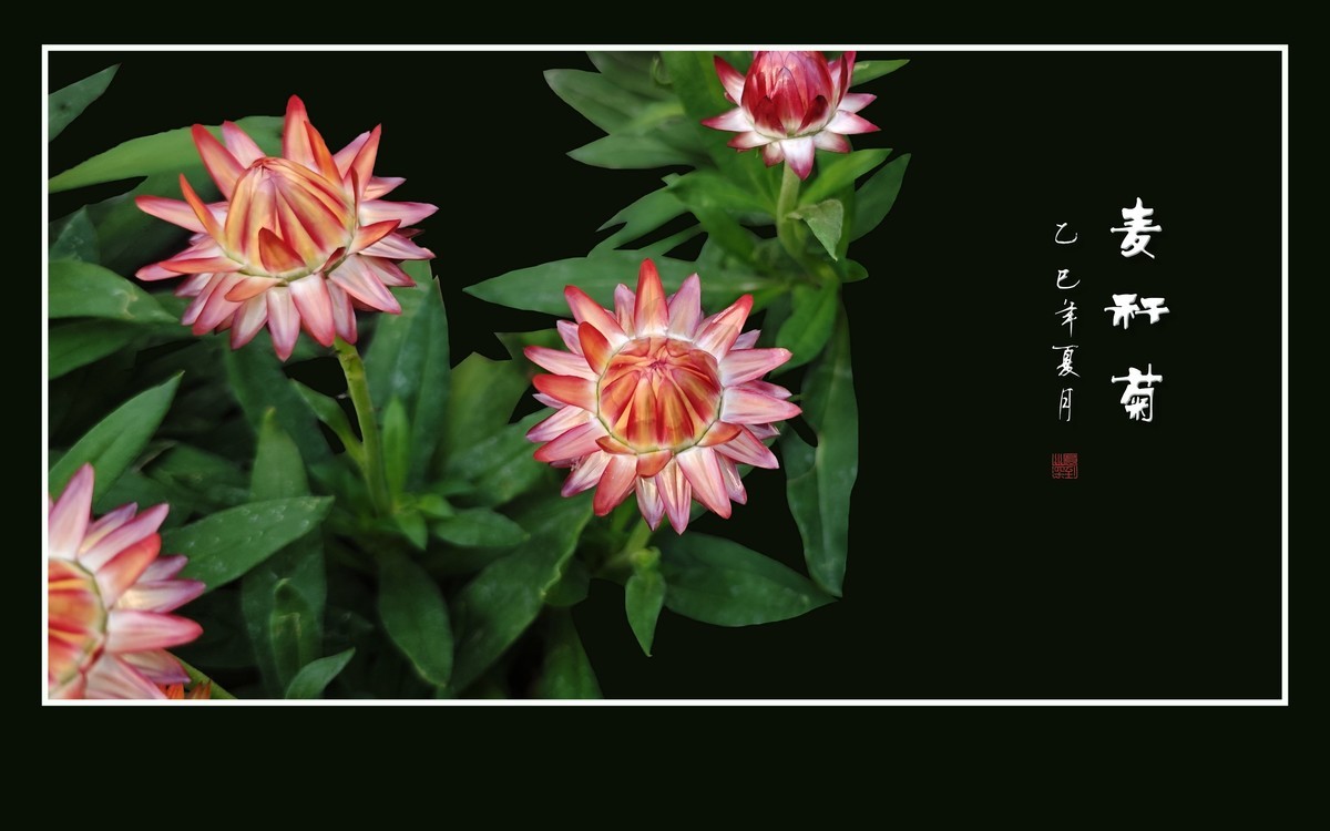 艳丽漂亮的麦秆菊