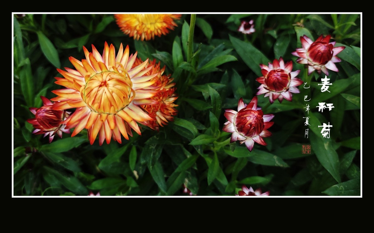 艳丽漂亮的麦秆菊