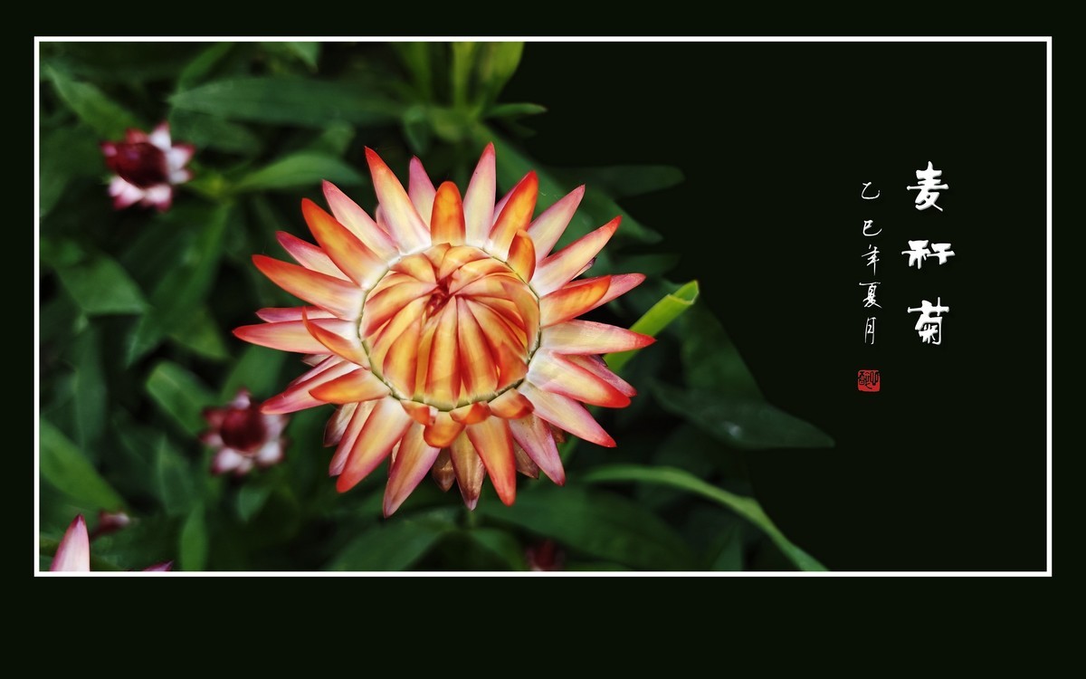 艳丽漂亮的麦秆菊