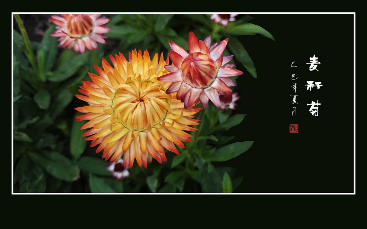 艳丽漂亮的麦秆菊