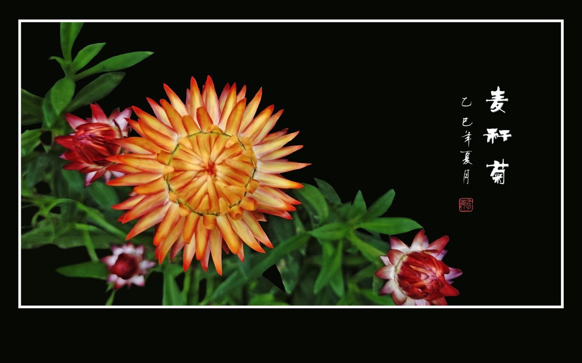 艳丽漂亮的麦秆菊