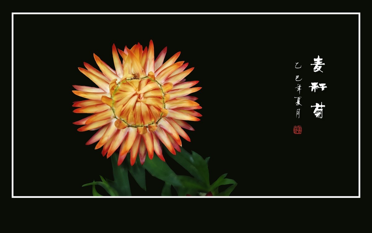 艳丽漂亮的麦秆菊