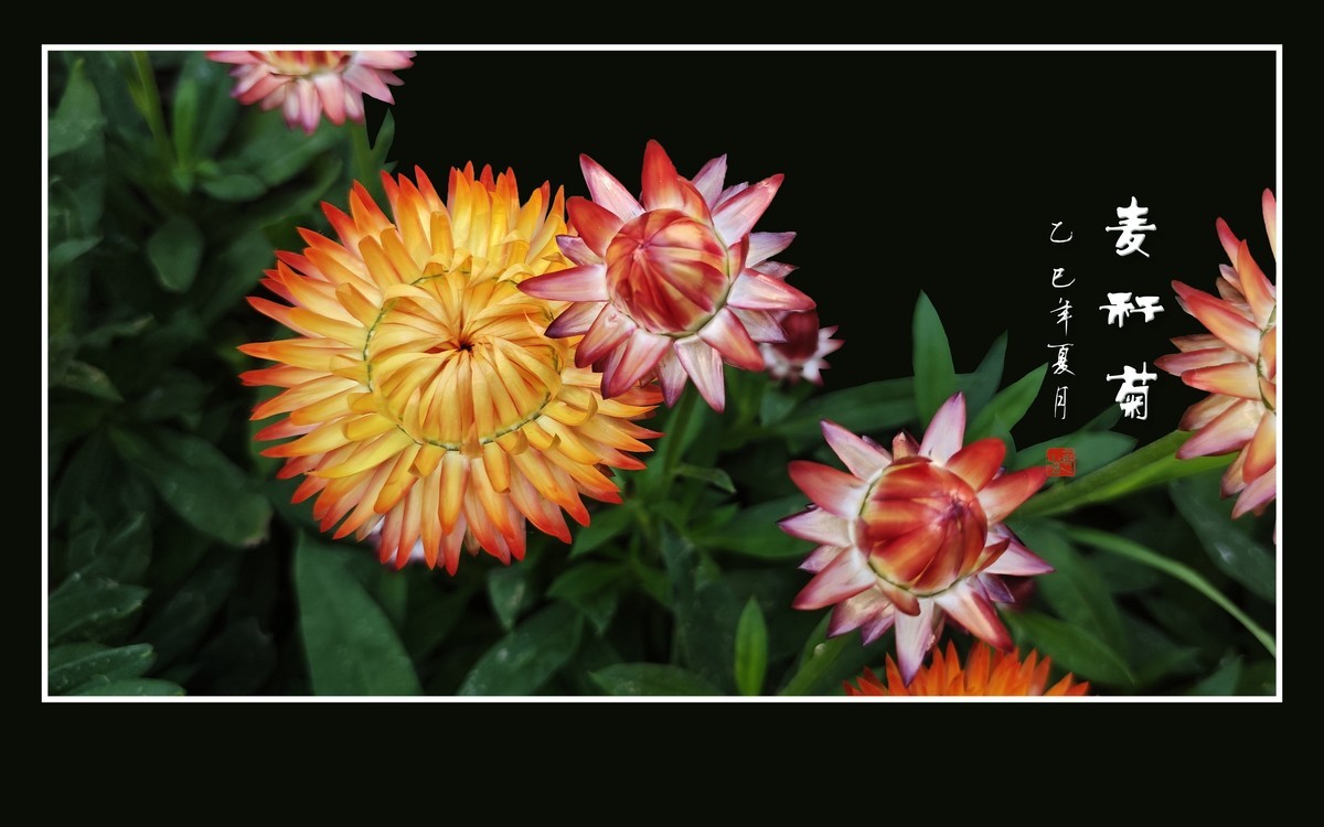 艳丽漂亮的麦秆菊