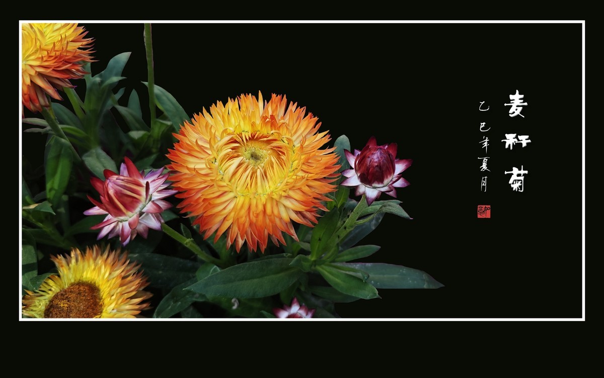 艳丽漂亮的麦秆菊