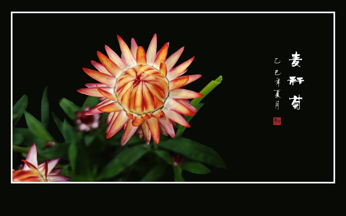 艳丽漂亮的麦秆菊