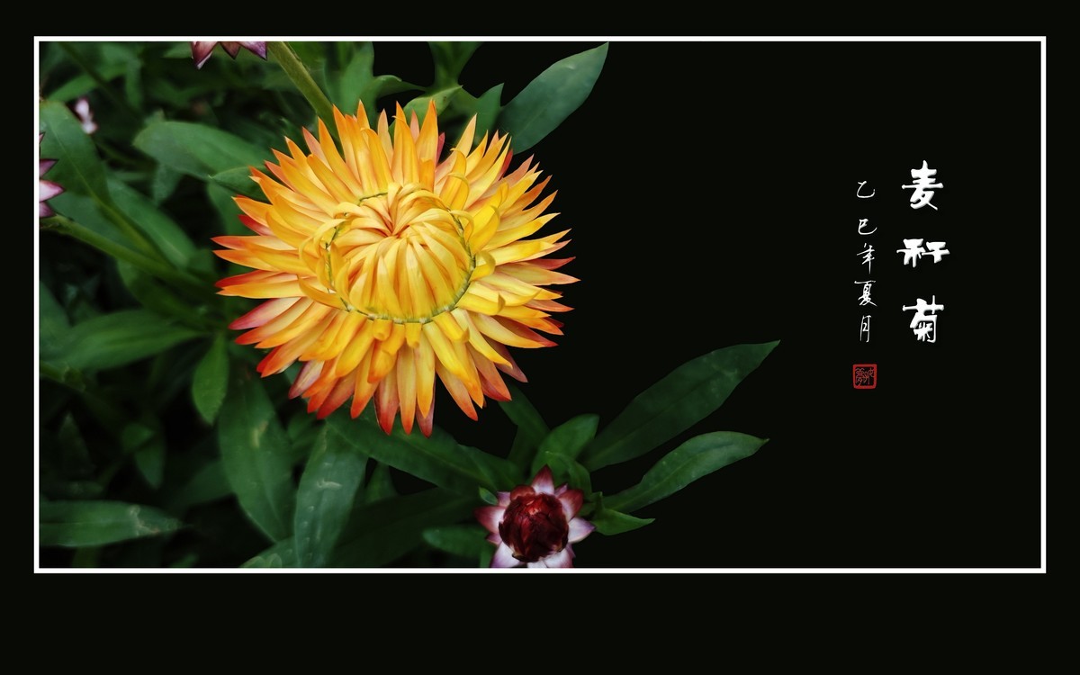 艳丽漂亮的麦秆菊