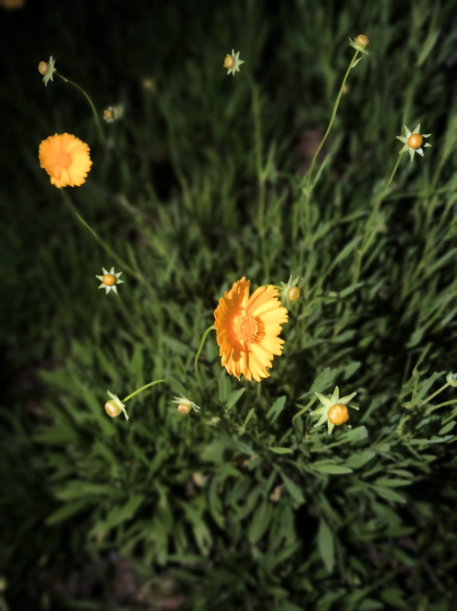 漫步星城 走街串巷（694）春末夏初,长沙绿道这样美