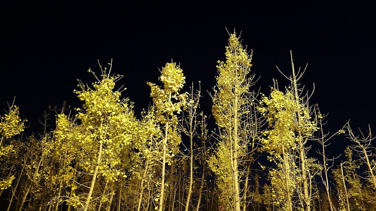 灯光下的银杏树