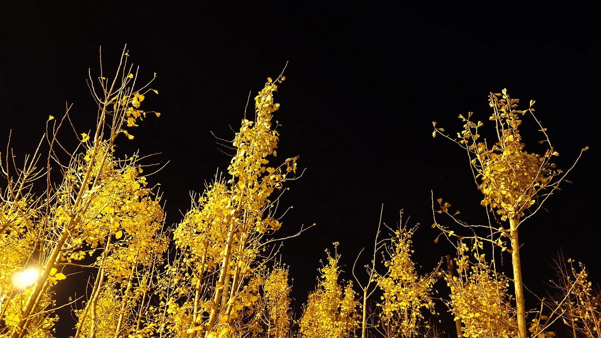 灯光下的银杏树