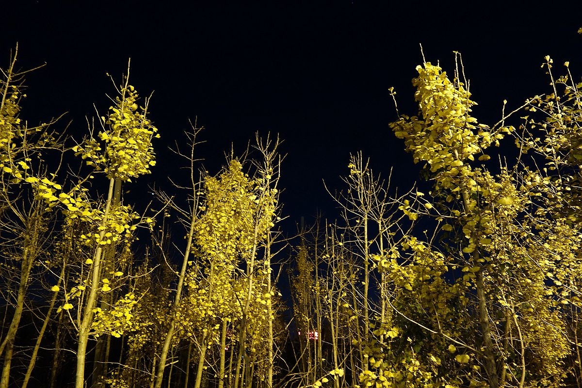 灯光下的银杏树