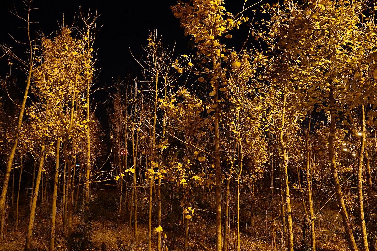 灯光下的银杏树