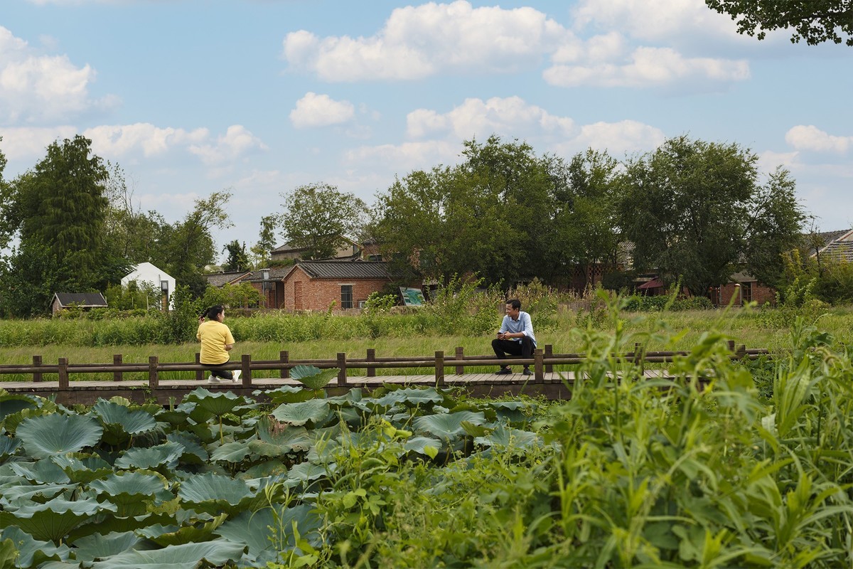秋天里来小岭南大麦季