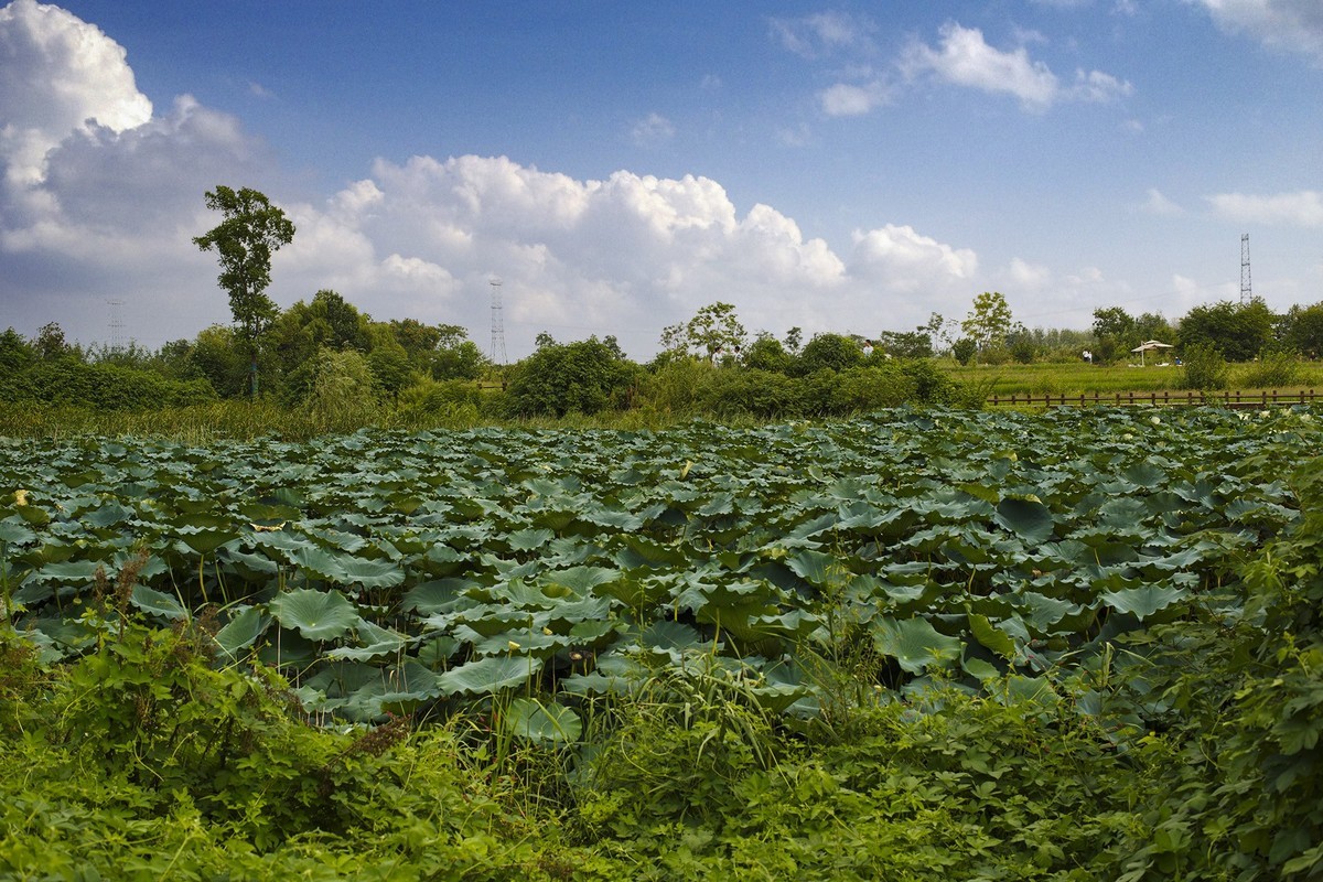 秋天里来小岭南大麦季