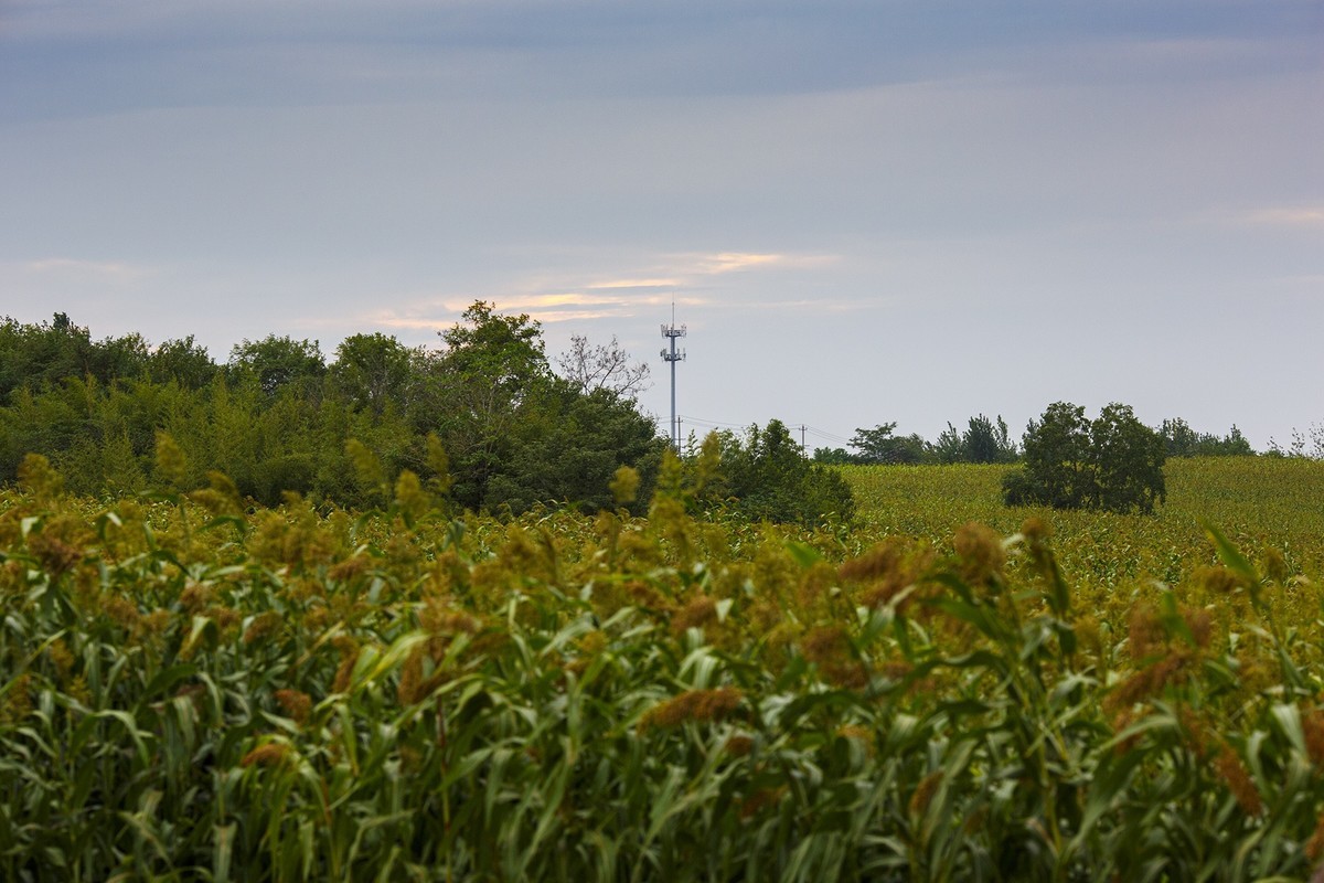 秋天里来小岭南大麦季