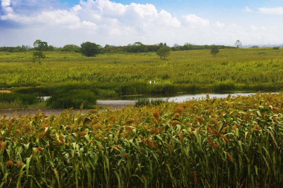 秋天里来小岭南大麦季