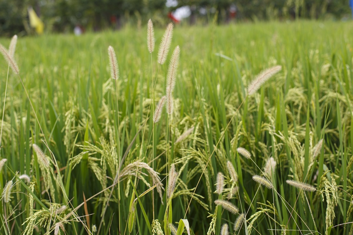 秋天里来小岭南大麦季