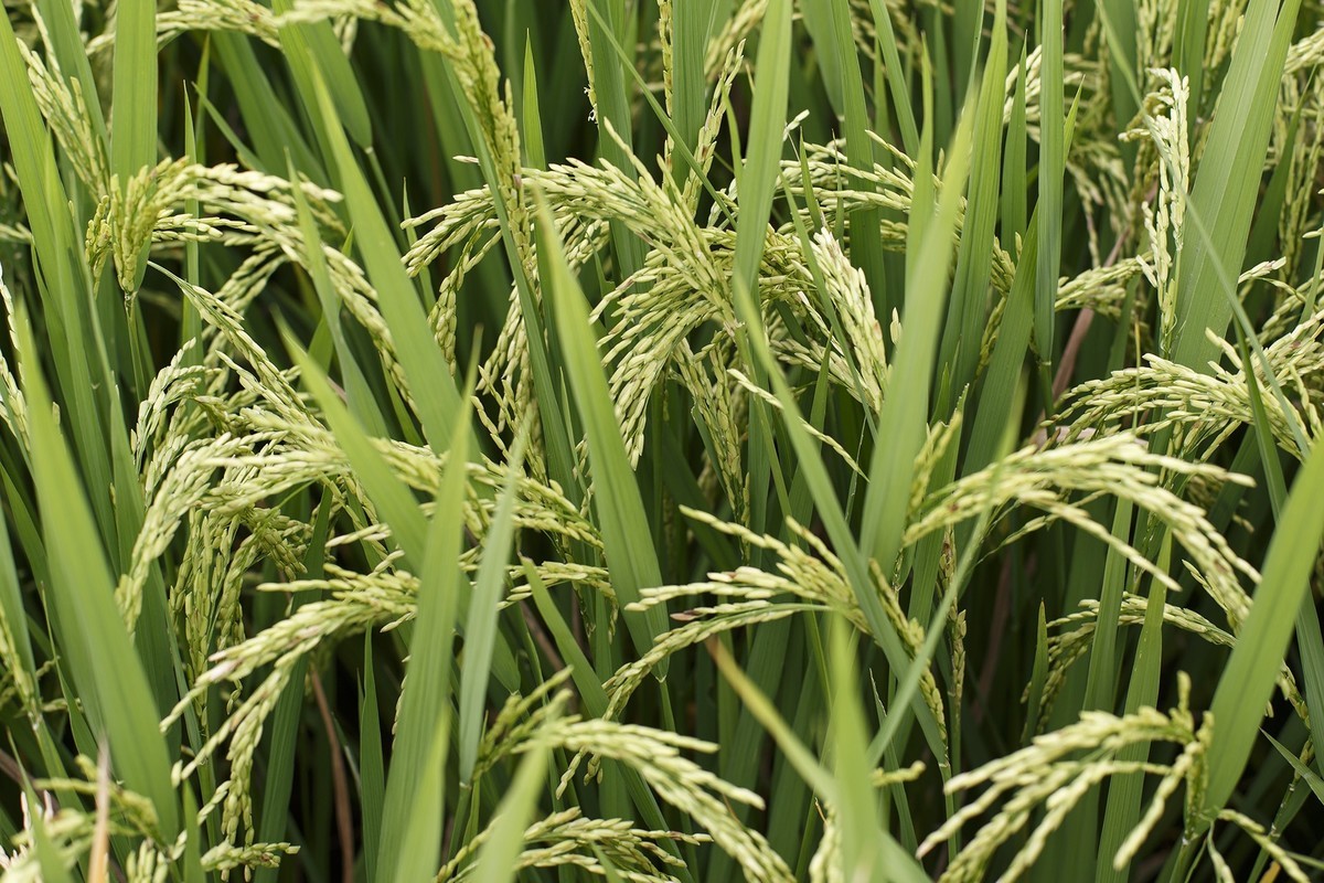 秋天里来小岭南大麦季