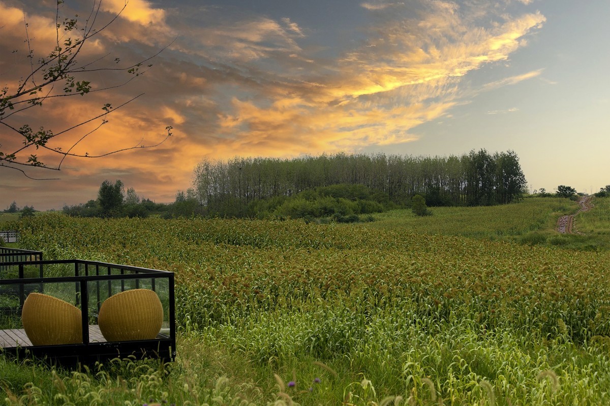 秋天里来小岭南大麦季
