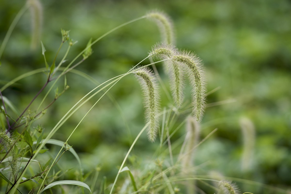 秋天里来小岭南大麦季